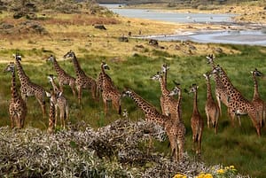Giraffes_Arusha_Tanzania
